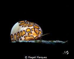 Flamingo tongue with Marelux SOFT by Magali Marquez 